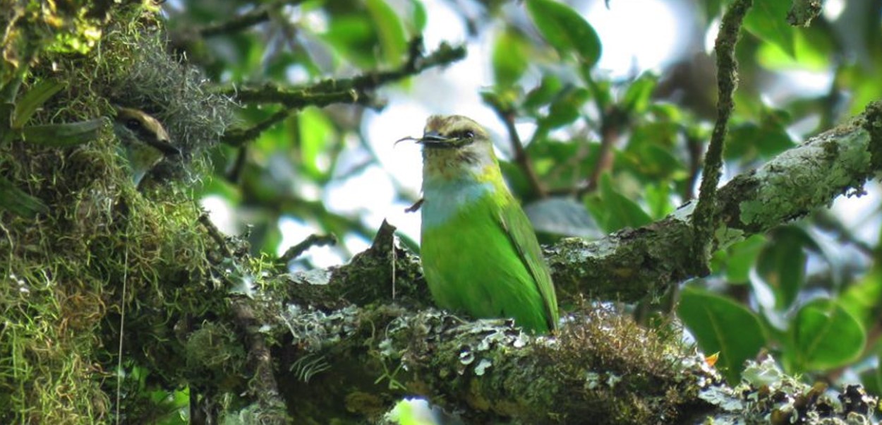 Top Birding Destinations in Uganda: Known as the "Pearl of Africa," Uganda is well-known for its stunning scenery, rich cultural legacy, and