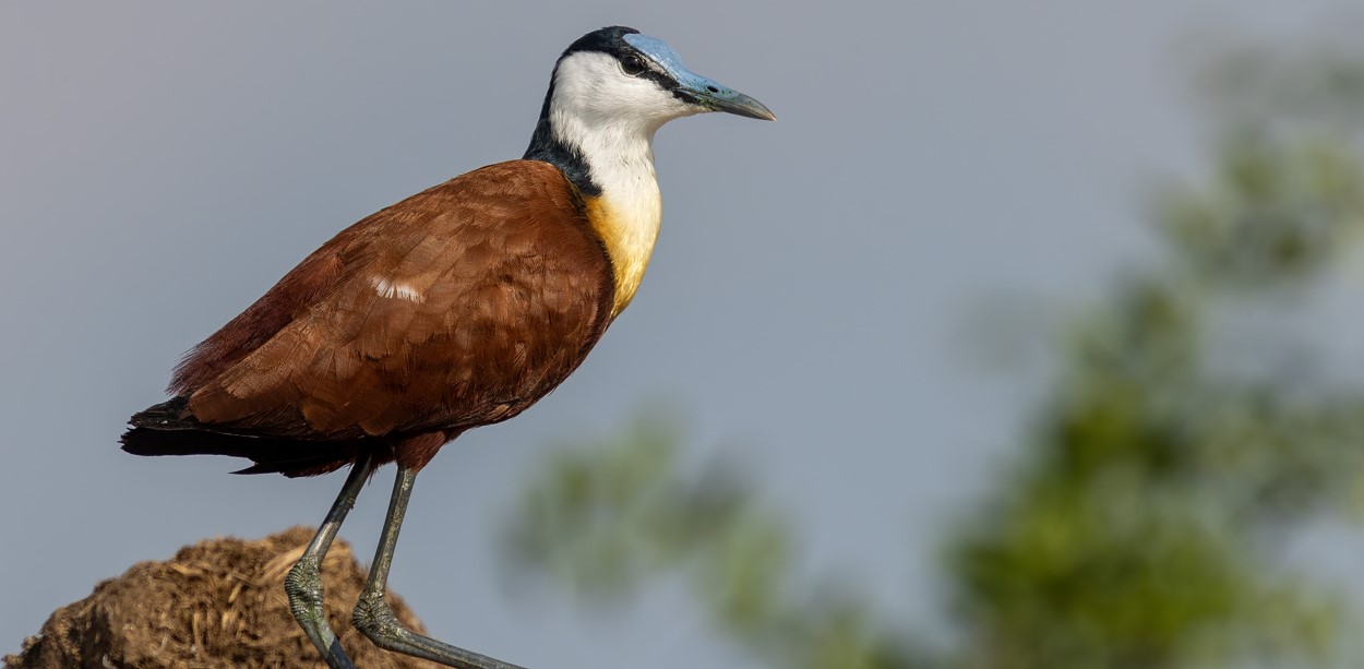 Top Birding Destinations in Rwanda: Known as the "Land of a Thousand Hills," Rwanda is a stunning nation known for its striking landscapes, 