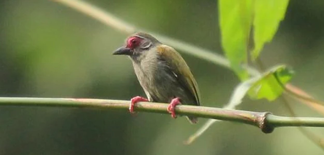 Exploring the African Piculet in Uganda: The African Piculet (Sasia africanus) is unique among Uganda's diverse birdlife, adding to the nation's biodiversity and offering researchers