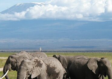 Tourist Activities in Amboseli National Park: Known for its rich biodiversity and stunning views of Mount Kilimanjaro, Amboseli National Park