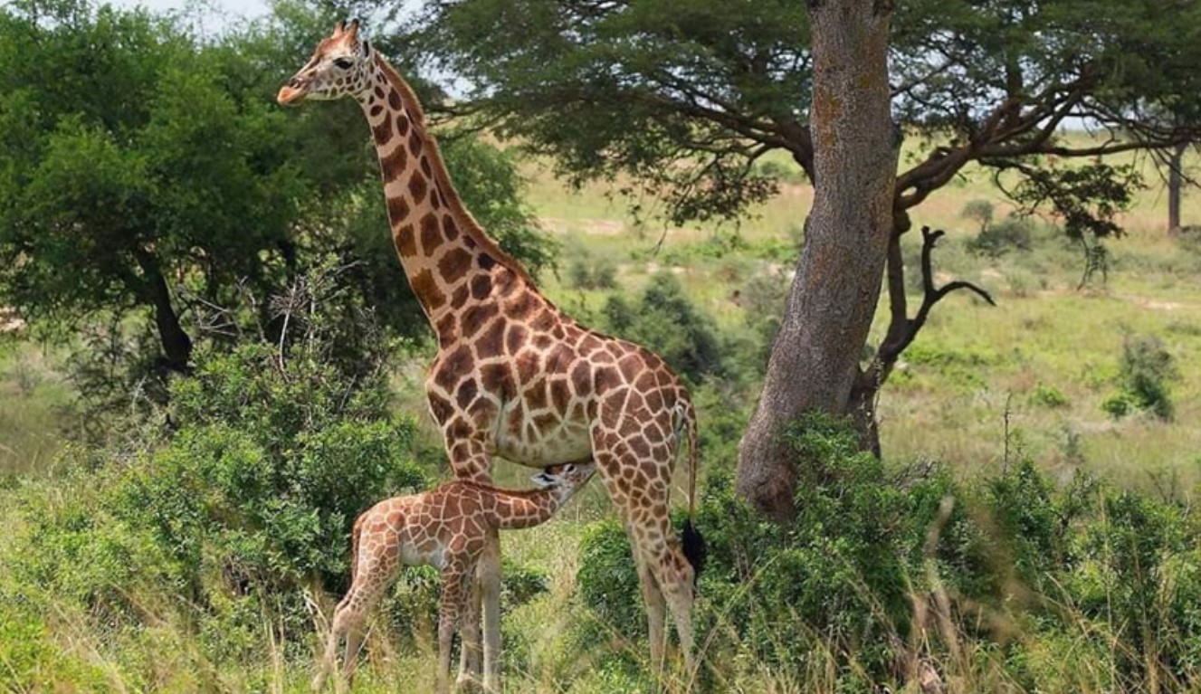 Top Giraffes’ Destinations in Uganda: One of the rare and gifted countries in the world to have giraffes is Uganda. Several African countries