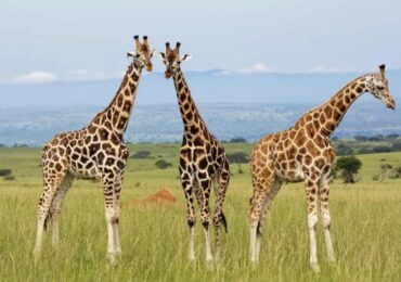 Behavioural Studies for Rothschild's Giraffe in Uganda: (Giraffa camelopardalis Rothschild) is a unique species in Uganda and other parts of