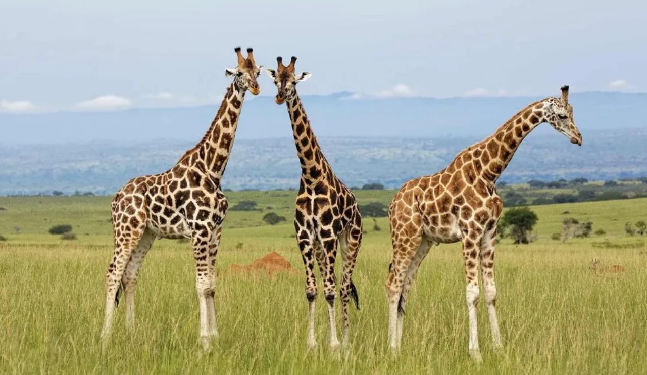 Behavioural Studies for Rothschild's Giraffe in Uganda: (Giraffa camelopardalis Rothschild) is a unique species in Uganda and other parts of