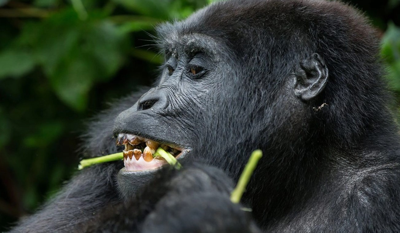 Fly to Kihihi and Embark on Bwindi Gorilla Trekking Safari in Buhoma: Travelling to Kihihi to trek mountain gorillas in Buhoma