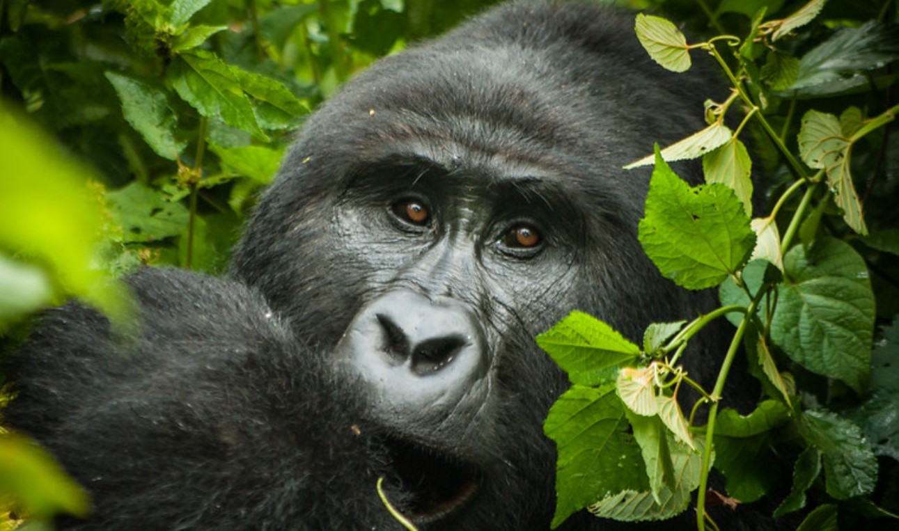 Bwindi Gorilla Safaris in Uganda offer the most exciting and adventurous gorilla trekking experience that brings you close to the world's
