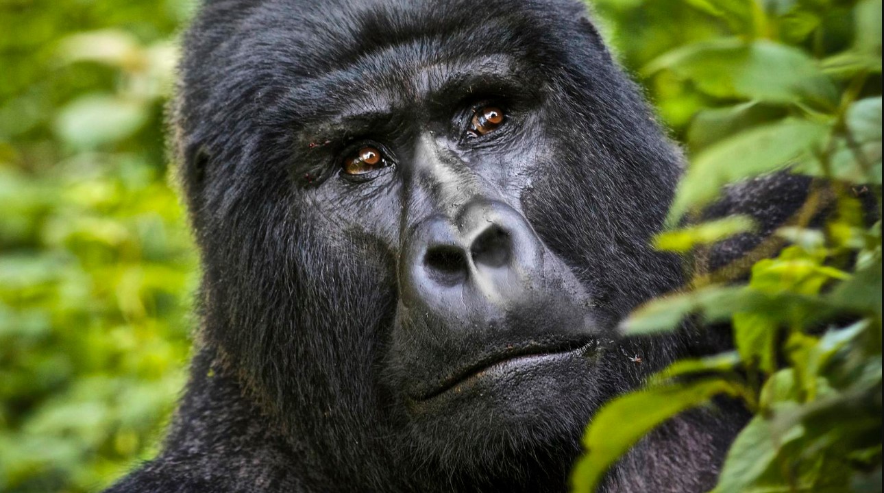 Why is it important to book gorilla permits?. A gorilla trekking permit is a formal document that allows visitors to enter national gorilla
