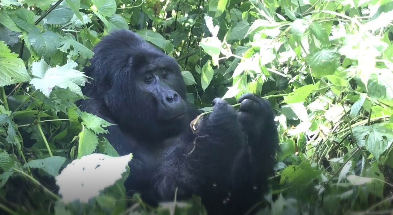 What to Expect from Gorilla Encounters in Bwindi: Together with a multitude of other primate species, such as chimpanzees and golden monkeys, Uganda is an excellent place to see mountain gorillas