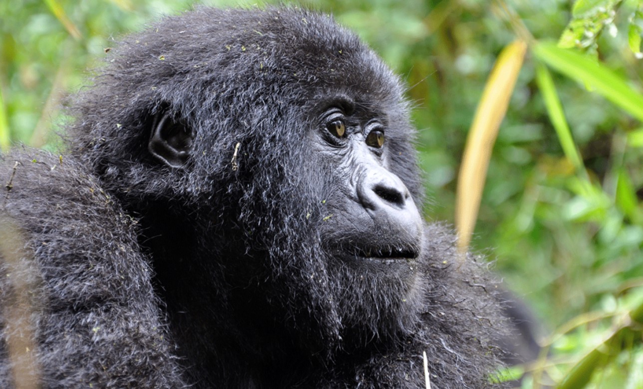 Bwindi’s Double Gorilla Trekking Safari: In Bwindi Gorilla Park, you can trek a single gorilla family twice or two distinct gorilla families