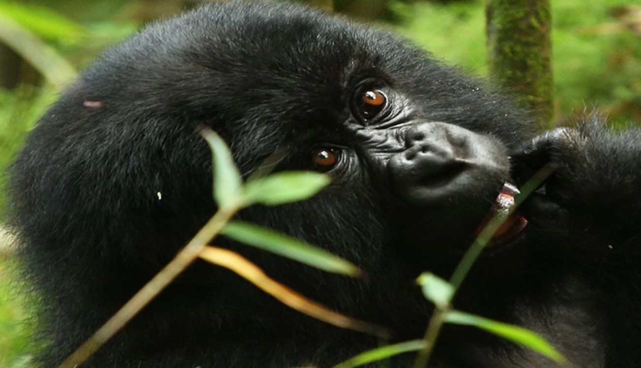 Top Highlights of Bwindi, a renowned tourist destination that draws a number of tourists from different parts of the world due to its unique