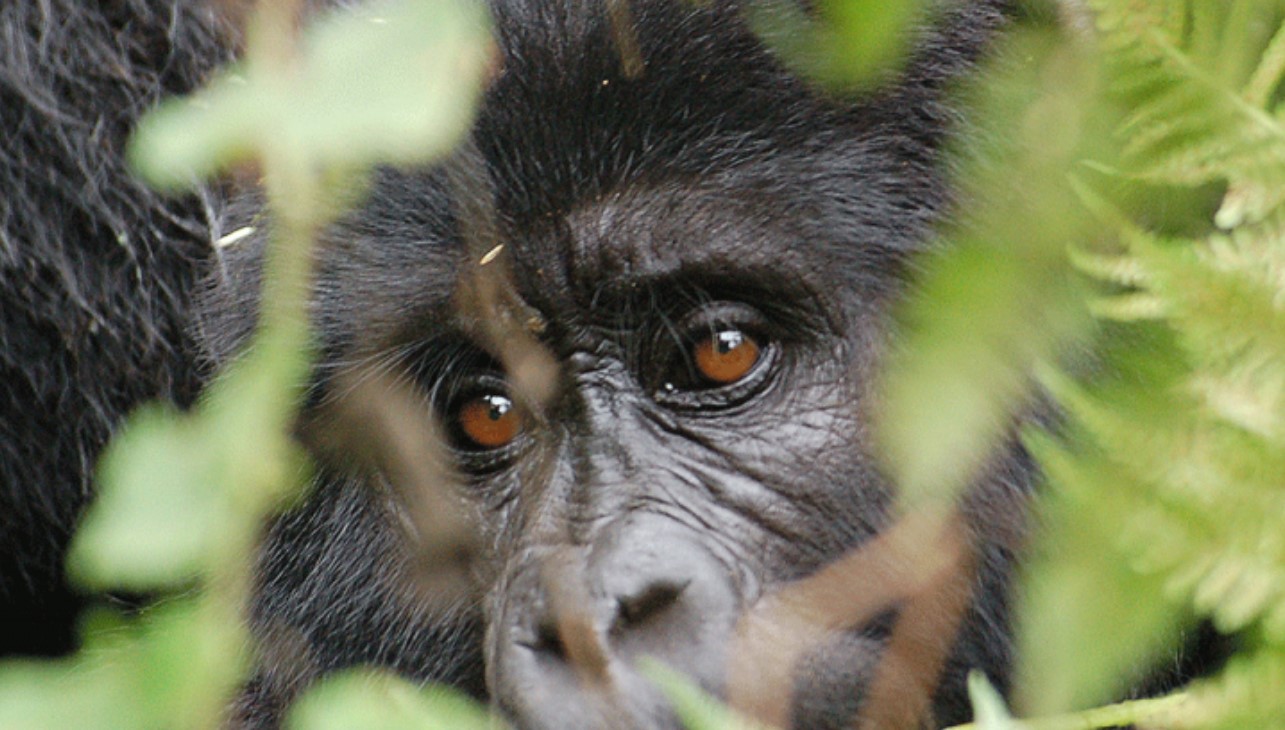 The Primate Wonders of Bwindi makes Bwindi Impenetrable Forest National Park a rare top destinations in Africa for mountain gorillas
