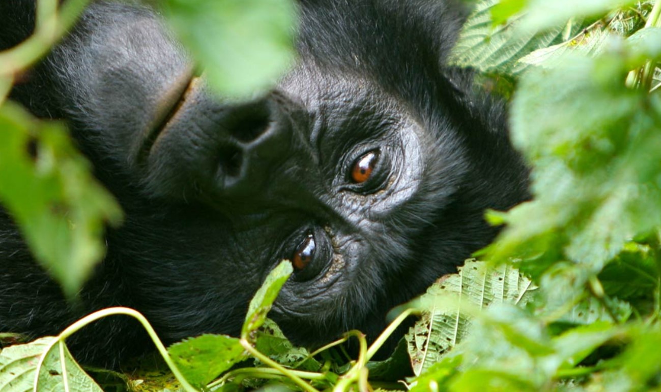 Bwindi Impenetrable Forest Luxury Safaris is one of Uganda's top-notch tourist spots, with the largest concentration of the critically