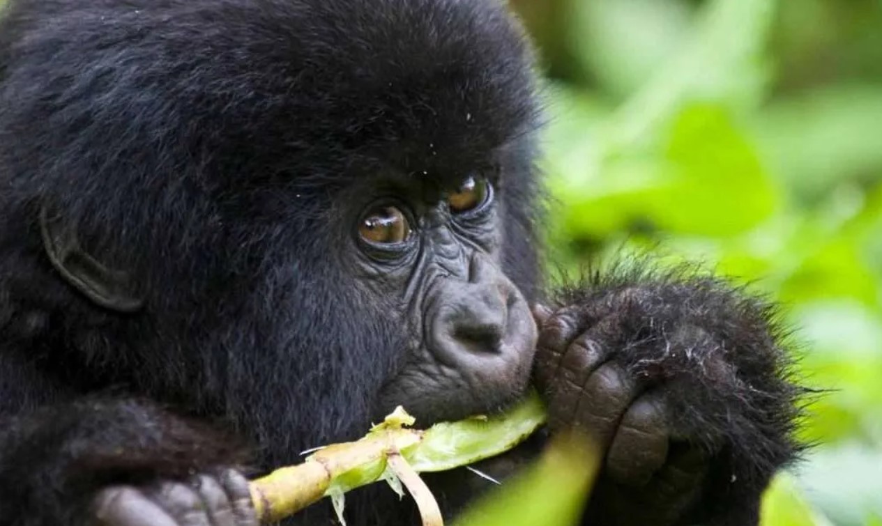 Best Gorilla Encounter Spots in Uganda: Are you looking for the best places to see Uganda’s mountain gorillas? Well, dive into the world