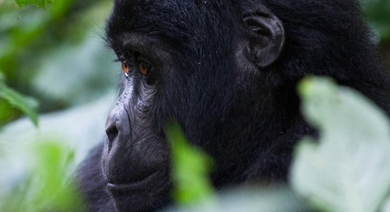 What to do in Rushaga after gorilla habituation? In the breathtaking Bwindi Impenetrable Forest National Park, which is home to endangered