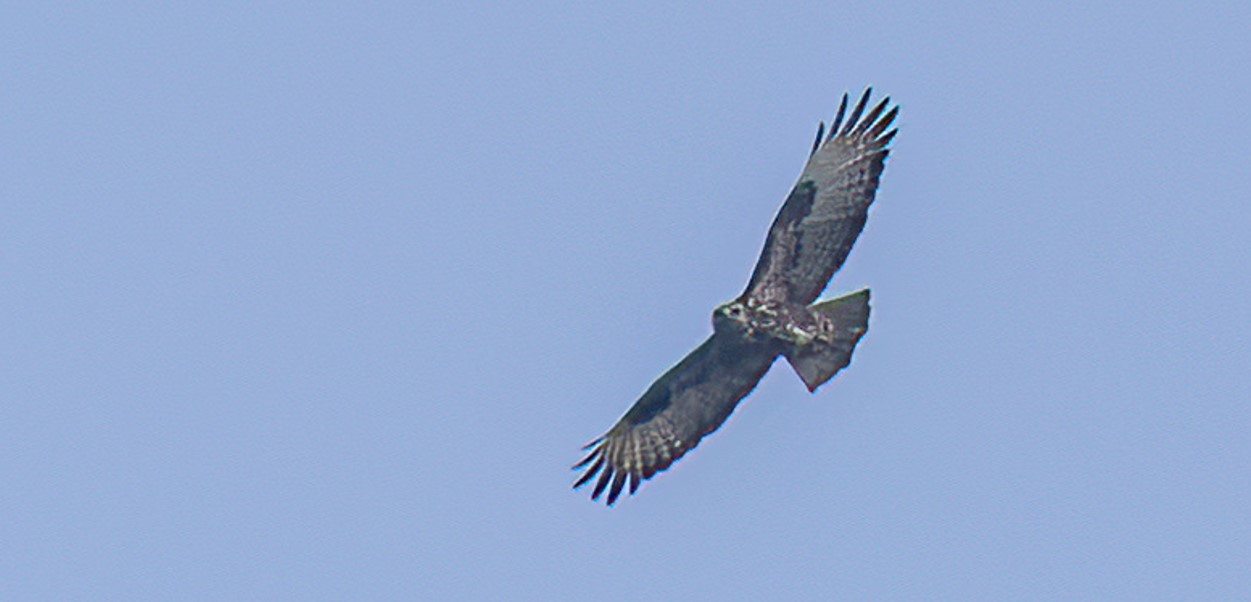Exploring the Mountain Buzzard in Uganda: Known as the "Pearl of Africa," Uganda is recognised for its breathtaking scenery and abundant biodiversity