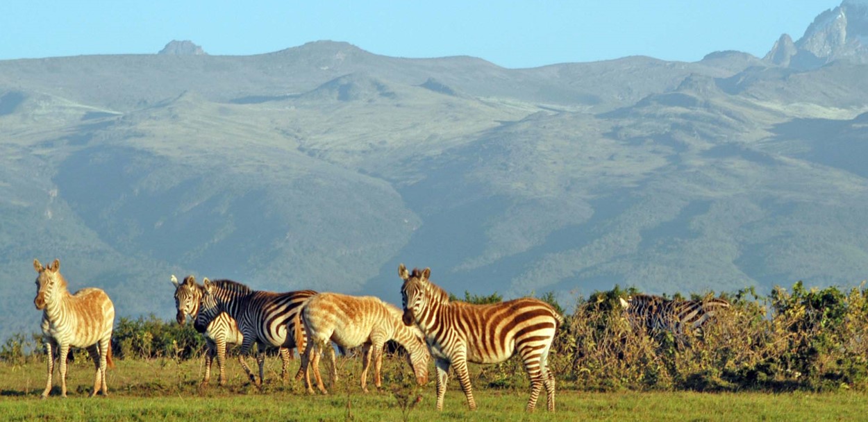 Tourist Activities in Mountain Kenya National Park: Mountain Kenya National Park is a stunning location that appeals to adventurers, nature