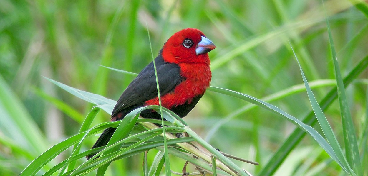 The Red-headed Bluebill in Uganda: Native to Africa, the Red-headed Bluebill (Spermophaga ruficapilla) is a fascinating species that is particularly prominent in Ugandan avifauna.