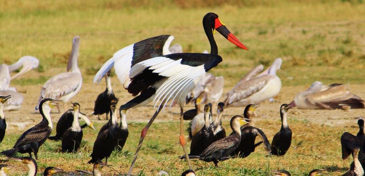 Top Birding Destinations in Rwanda: Known as the "Land of a Thousand Hills," Rwanda is a stunning nation known for its striking landscapes, abundant wildlife, and impressive bird population.