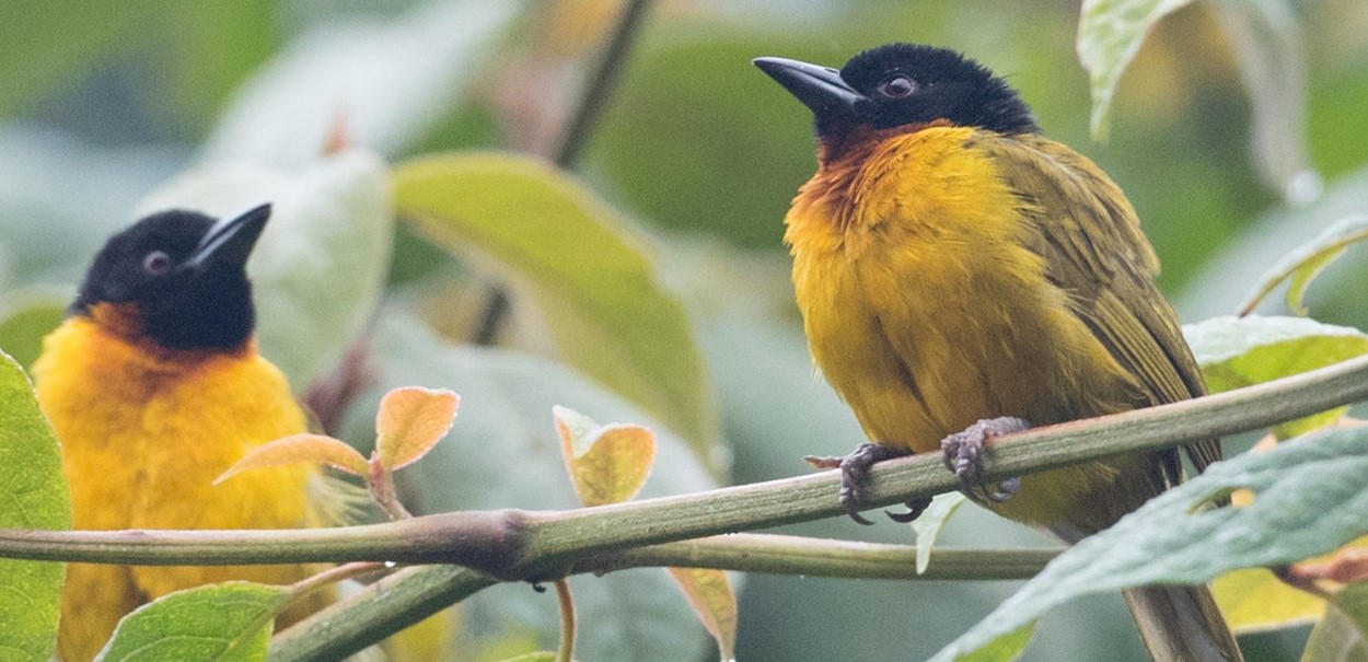 The Strange Weaver in Uganda: Uganda is popular for its breathtaking scenery, abundant wildlife, and dynamic cultures. One species, the Stra