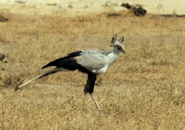 Birding in Amboseli National Park: Situated in southern Kenya, close to the Tanzanian border, Amboseli National Park is well-known for its