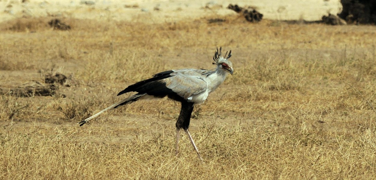 Birding in Amboseli National Park: Situated in southern Kenya, close to the Tanzanian border, Amboseli National Park is well-known for its