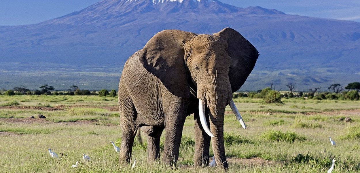 3-day Amboseli National Park Safari: The southern region of Kenya, 250 km southeast of Nairobi, the country's capital, is home to Amboseli