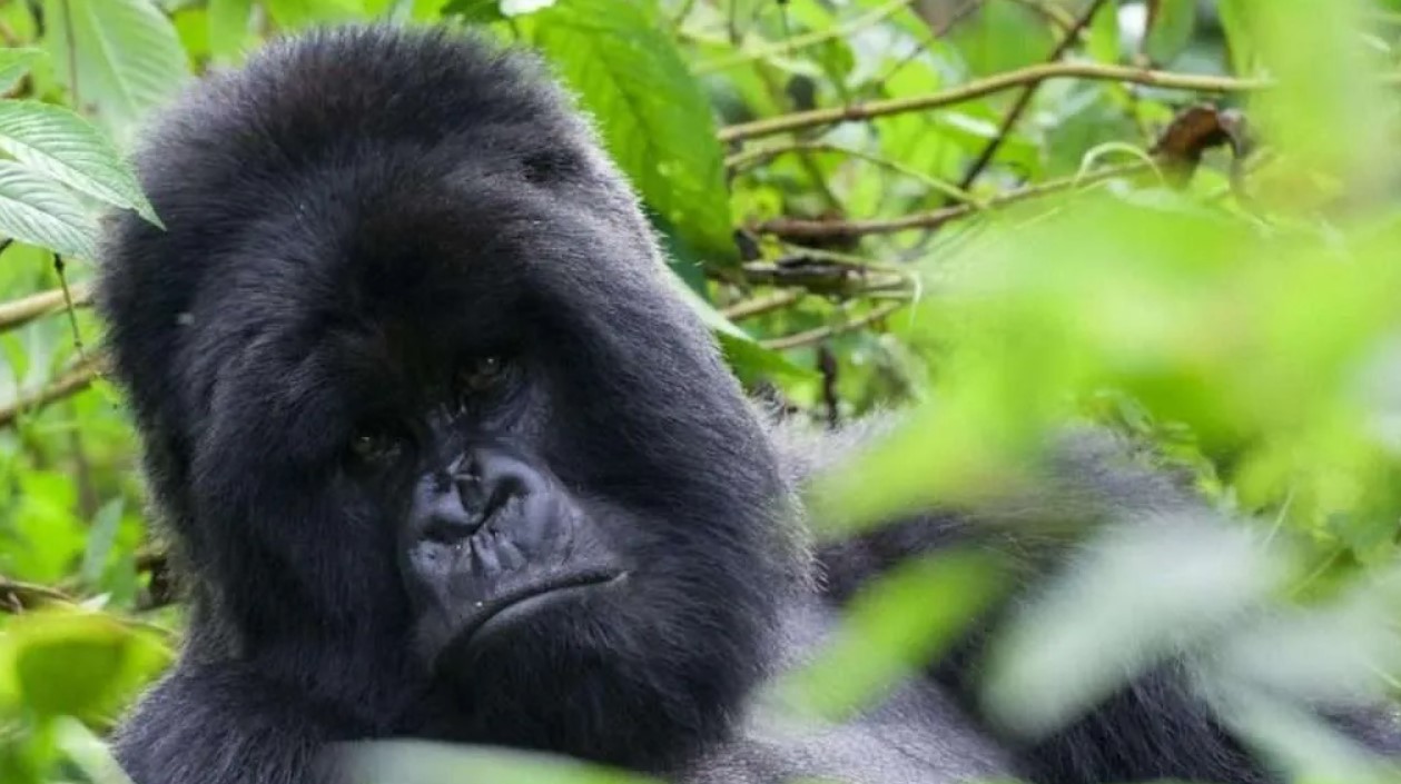 Nkuringo Sector of Bwindi Gorilla Park: Besides Buhoma, Ruhija, and Rushaga, Nkuringo is one of the four sectors in Bwindi