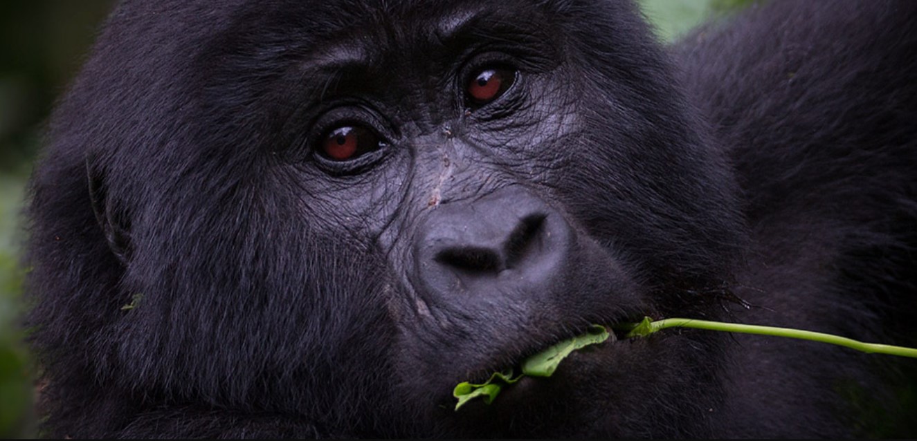 Bwindi Gorilla Habituation Safari Experience: In Bwindi Impenetrable National Park, visitors can spend more than four hours on a gorilla