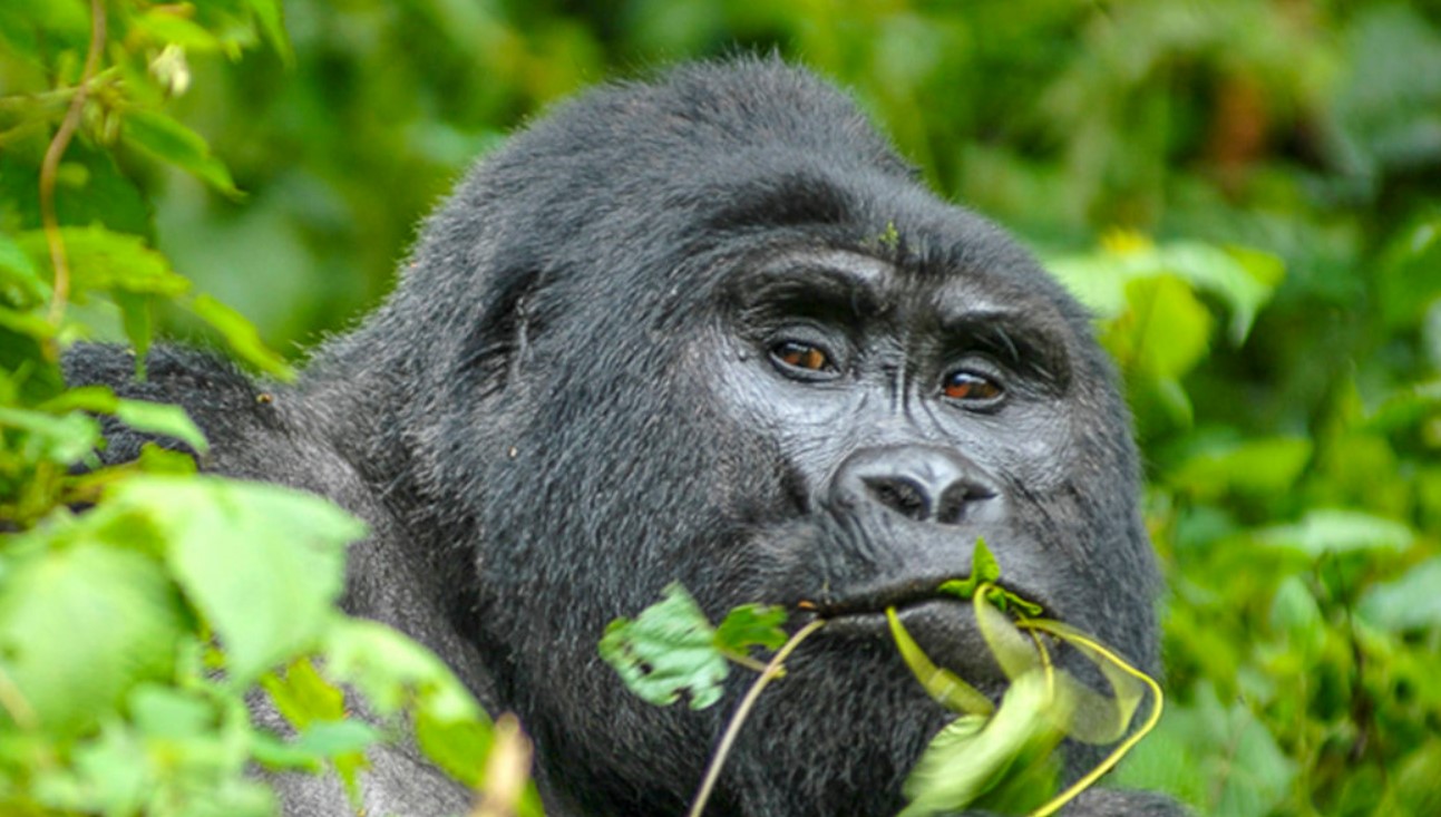 Gorilla habituation safari in Bwindi Gorilla Park is one of the most breathtaking and immersive experiences that brings excitement