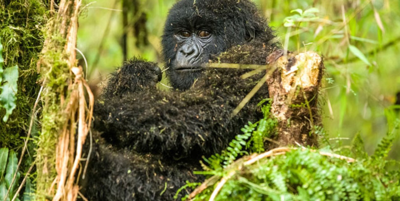 Thrilling Attractions in Bwindi: Nearly half of the world's mountain gorilla population can be found in Bwindi Impenetrable Forest