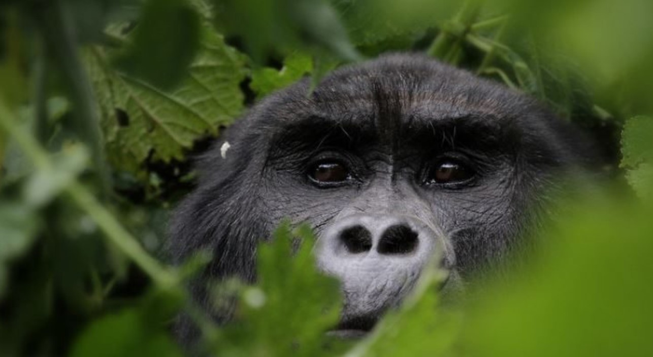 Bwindi Adventure Activities in Rushaga Sector: One of the hotspots of Bwindi Gorilla Park is the Rushaga sector, famous for gorilla trekking