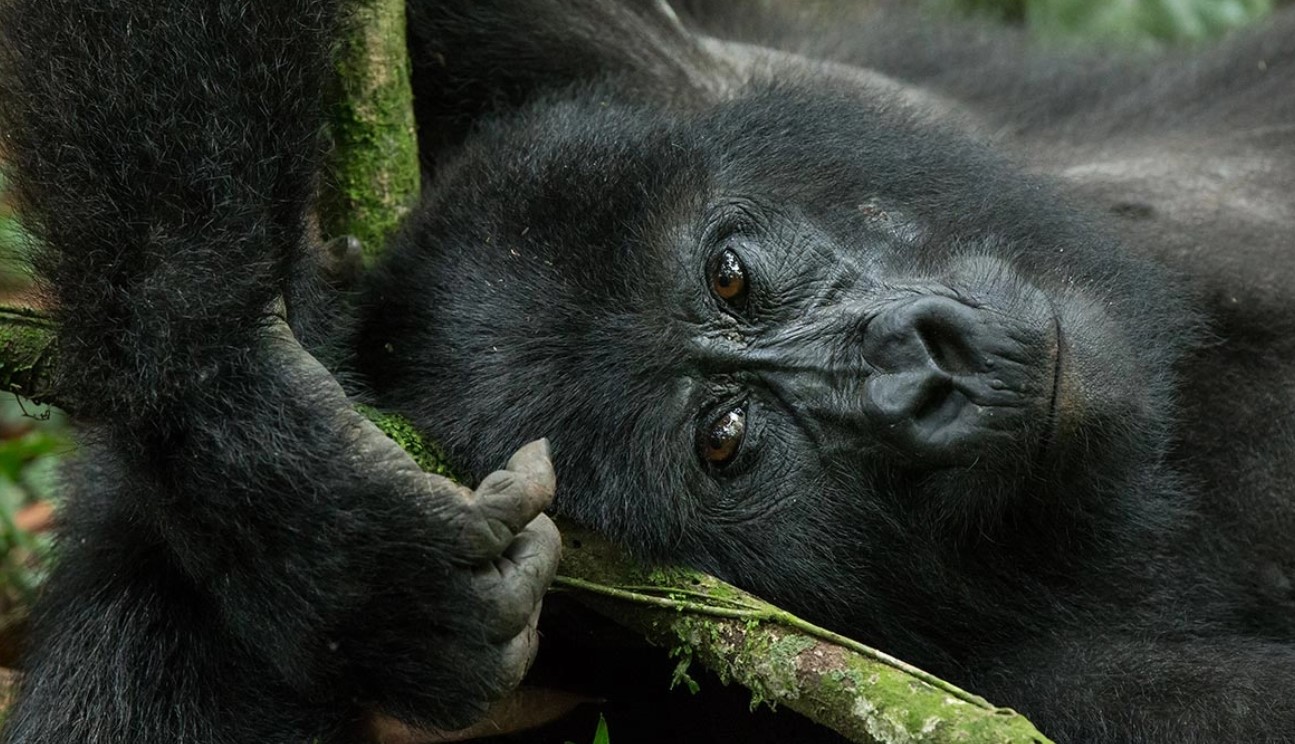 Mountain Gorilla trekking in Rushaga: One of the most popular gorilla parks in East Africa is Bwindi Impenetrable National Park