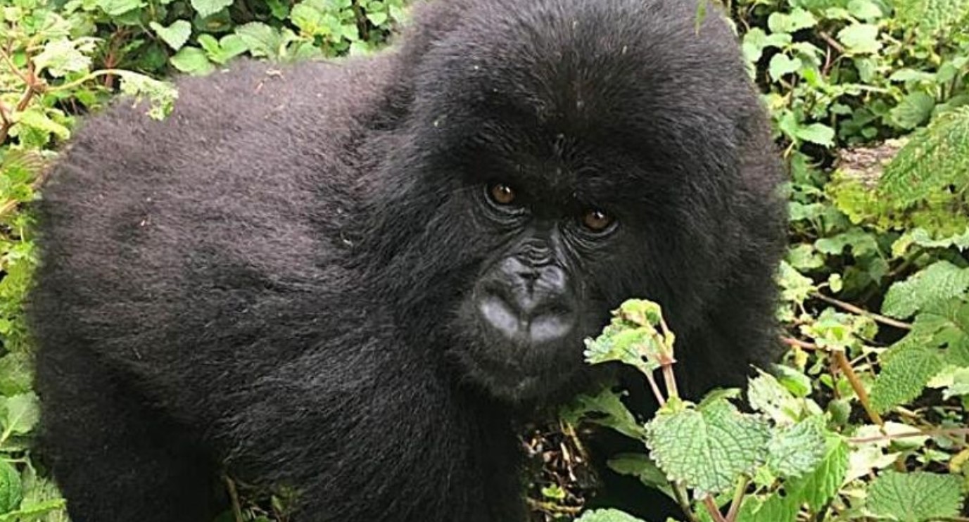 Post-Gorilla Trekking Activities in Rushaga: One of the four sectors of Bwindi Impenetrable Forest National Park where mountain gorilla