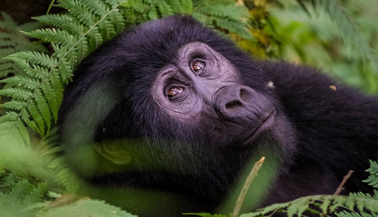 What is the cost of gorilla trekking in Uganda? A valid gorilla permit is required for gorilla trekking in Bwindi and Mgahinga Gorilla Park