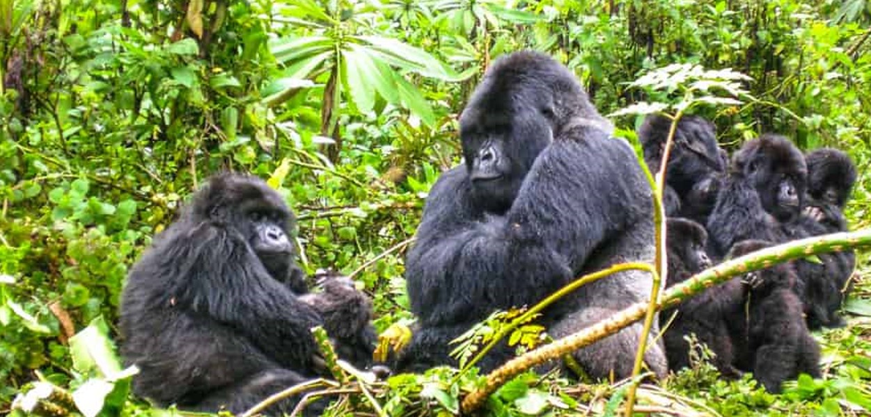 One-Day Rwanda Gorilla Trekking Safari: Rwanda is often dubbed the "Land of a Thousand Hills. " It is a gorgeous country famed for its