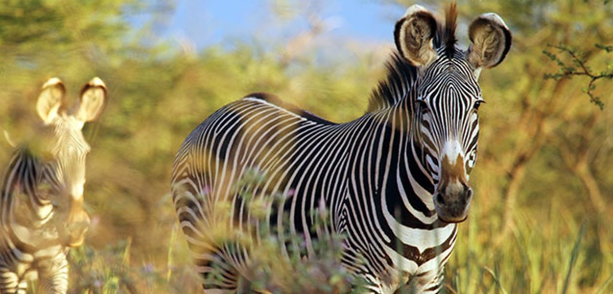 15-day Wildlife Safari in Kenya: Kenya is a popular vacation spot for both nature lovers and wildlife enthusiasts because of its stunning