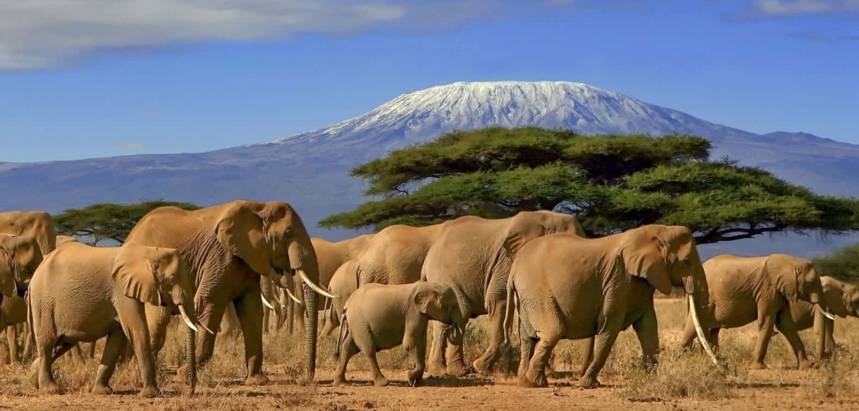 15-day Wildlife Safari in Kenya: Kenya is a popular vacation spot for both nature lovers and wildlife enthusiasts because of its stunning