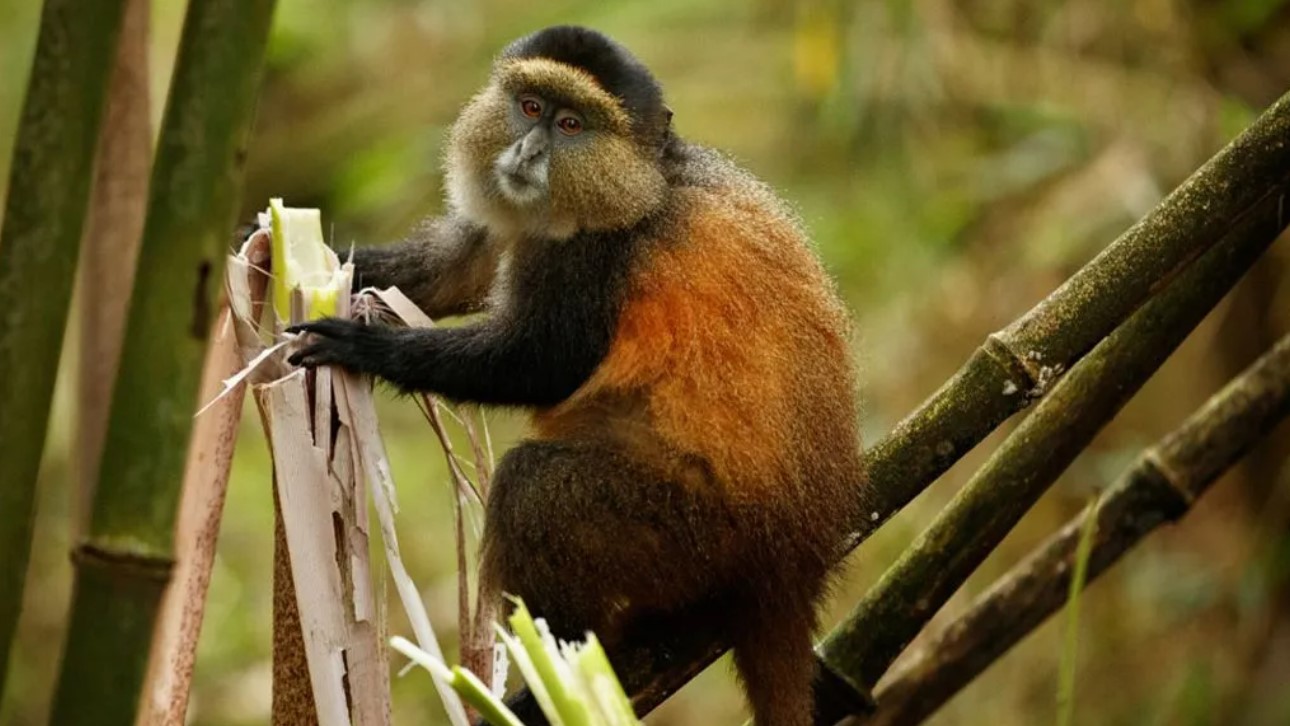 Hidden Wonders in Mgahinga National Park Visitors can engage in a variety of activities while in Mgahinga National Park. The goal of the 1991 gazetting