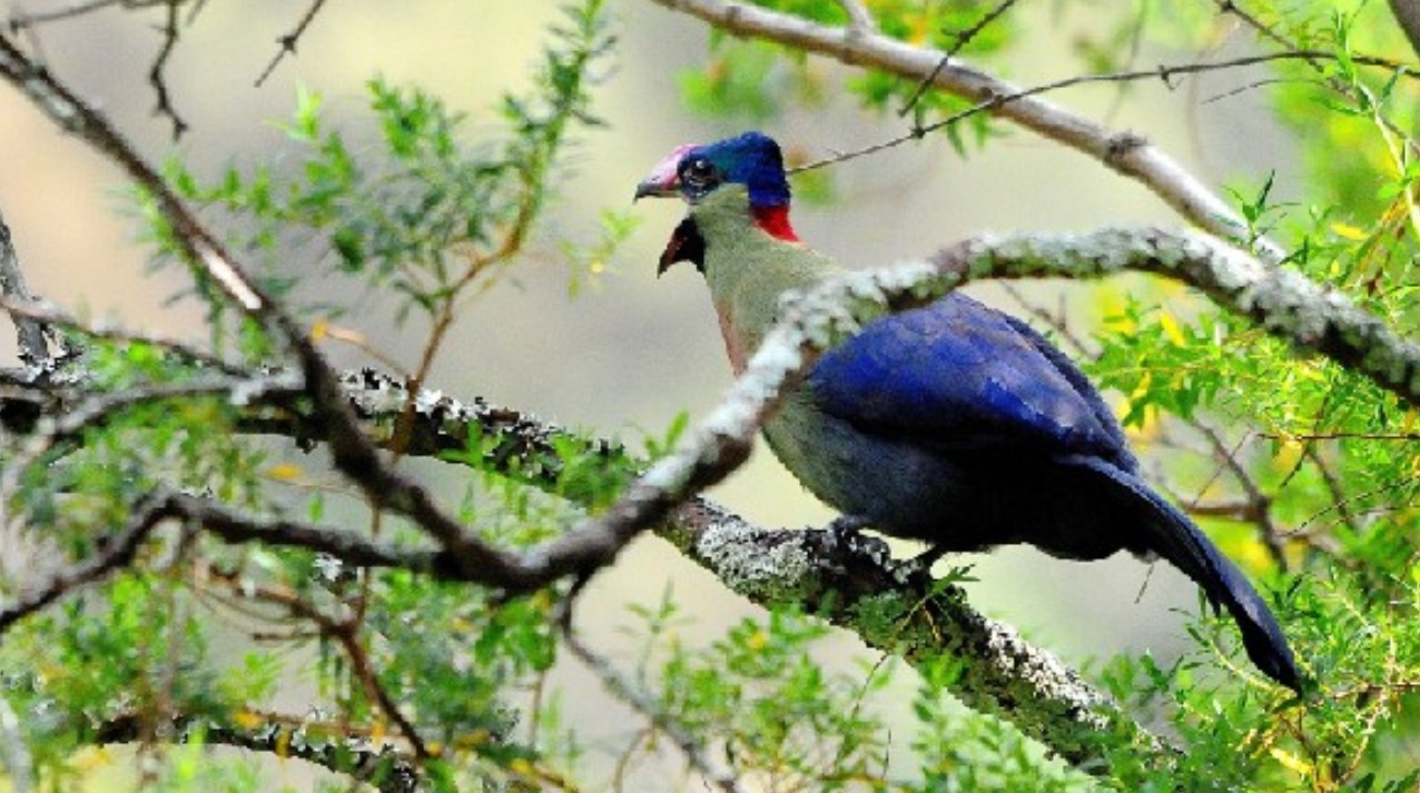 Bird species in Mgahinga National Park: This park is located in Bwindi Mgahinga Conservation Area in Southwestern Uganda