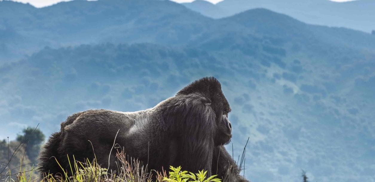21-day Uganda Rwanda and Tanzania Safari: An unmatched chance to fully see the abundant wildlife, breathtaking scenery, and dynamic cultu
