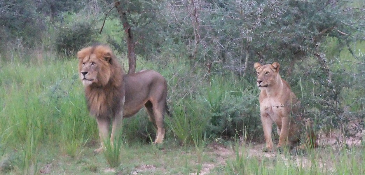 10-Day Uganda Kenya Wildlife Safari: An unmatched chance to discover the stunning scenery and varied ecosystems of these East African