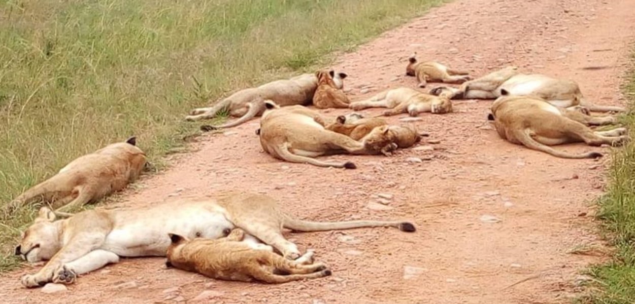 8-Day Amboseli and Tsavo Safari: Set off on a safari in Kenya and experience some of the world's most abundant wildlife environments.