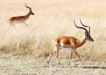 Exploring Bokora Corridor Wildlife Reserve: The Bokora Corridor Wildlife Reserve is a symbol of biodiversity and conservation, situated amid