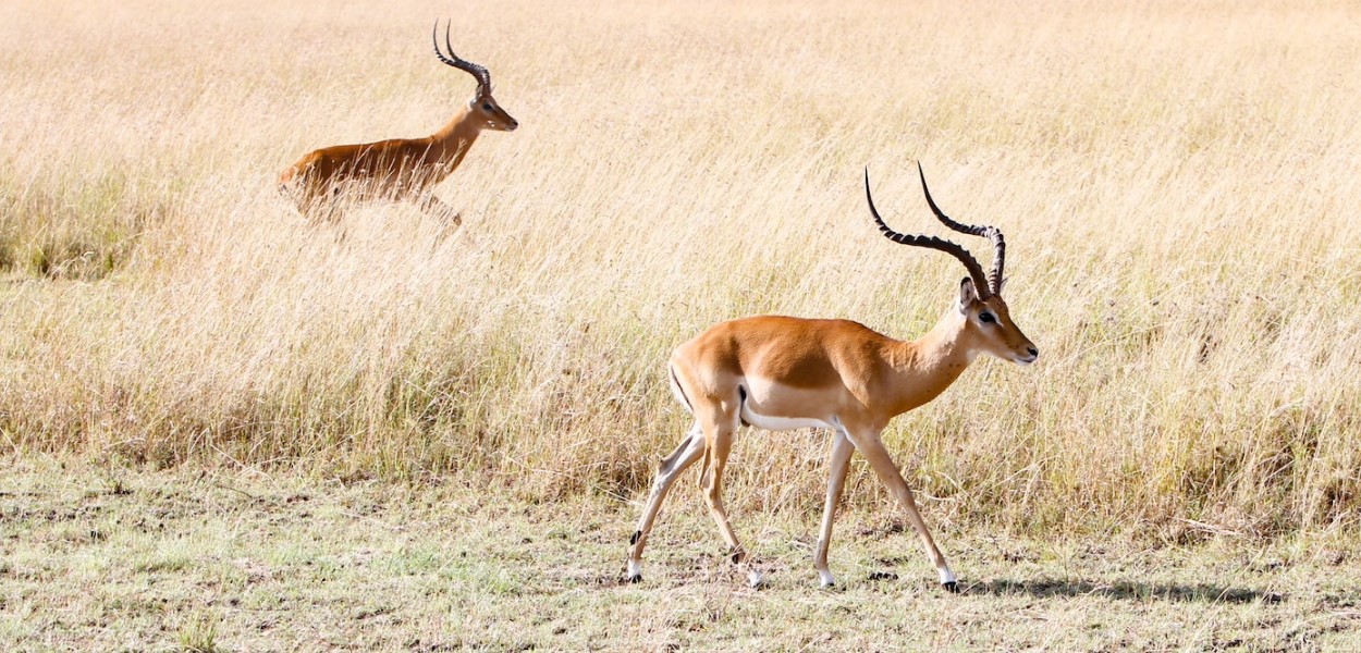 Exploring Bokora Corridor Wildlife Reserve: The Bokora Corridor Wildlife Reserve is a symbol of biodiversity and conservation, situated amid