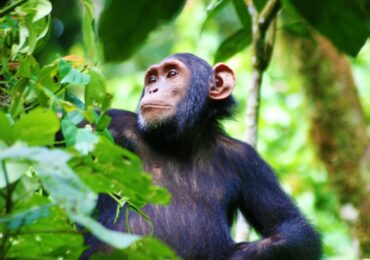 3 Days Best of Uganda Wildlife and Chimpanzee Safari: Discover Uganda's best safari, which combines immersive chimpanzee trekking