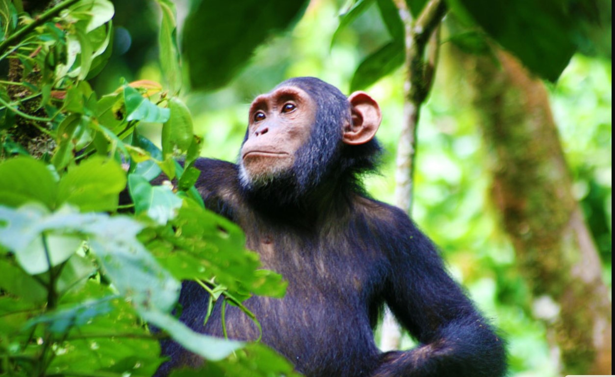 3 Days Best of Uganda Wildlife and Chimpanzee Safari: Discover Uganda's best safari, which combines immersive chimpanzee trekking