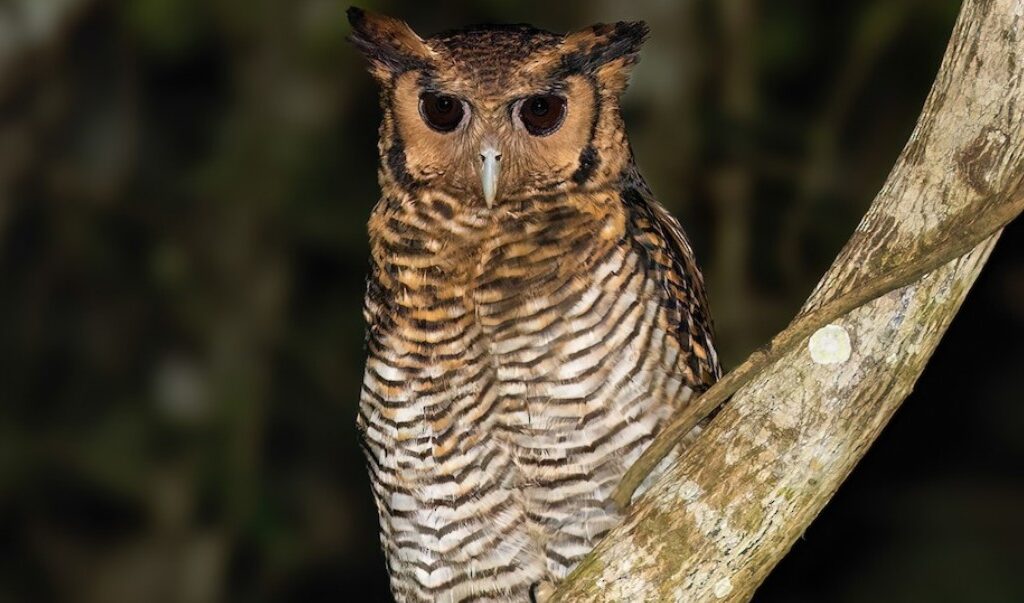 Exploring Fraser's Eagle-Owl in Uganda: It is important to highlight Fraser's Eagle-Owl (Bubo poensis) while talking about Uganda's rich