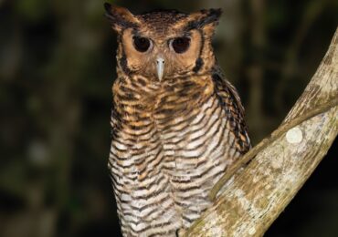 Exploring Fraser's Eagle-Owl in Uganda: It is important to highlight Fraser's Eagle-Owl (Bubo poensis) while talking about Uganda's rich