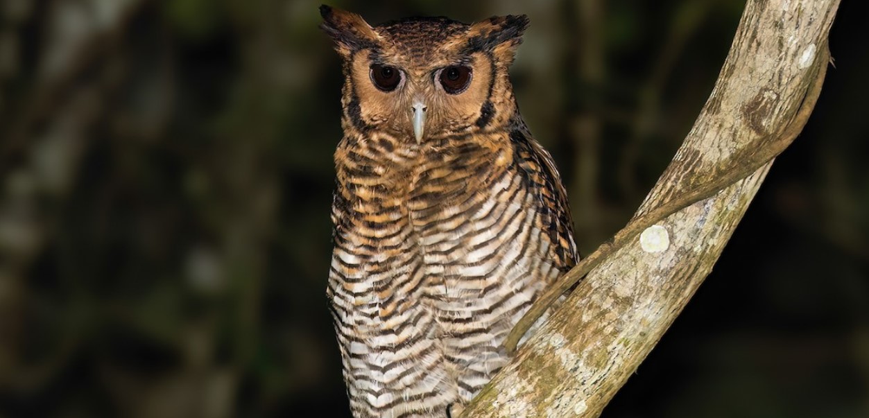 Exploring Fraser's Eagle-Owl in Uganda: It is important to highlight Fraser's Eagle-Owl (Bubo poensis) while talking about Uganda's rich