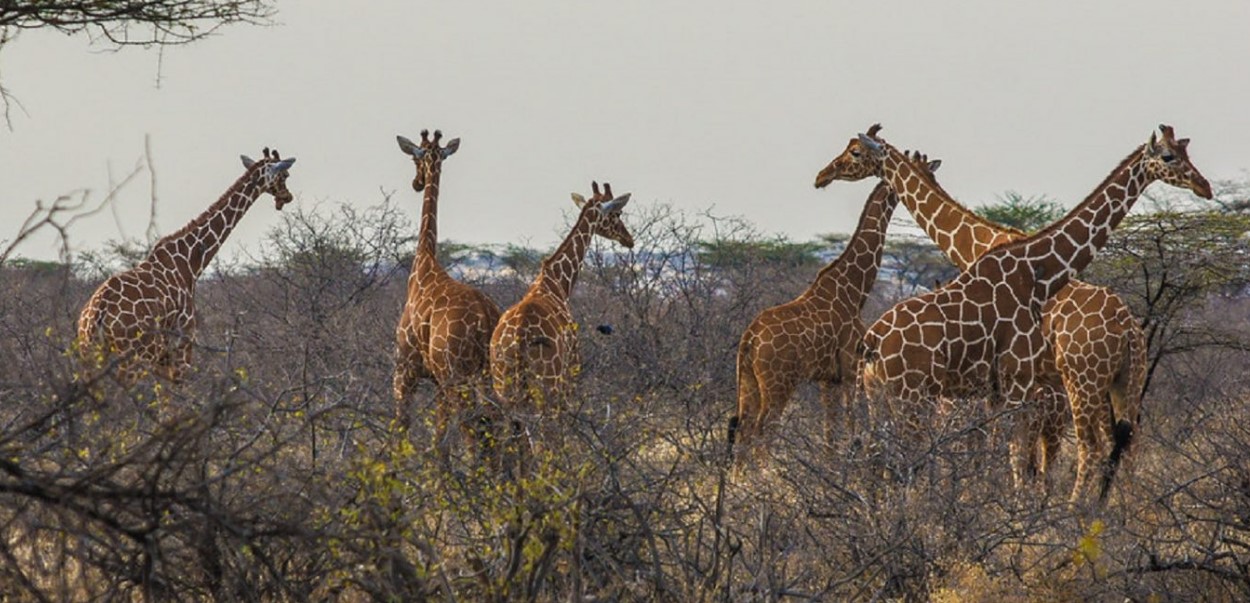 Exploring Toro-Semuliki Wildlife Reserve: The Toro-Semuliki Wildlife Reserve, which is situated in western Uganda, is roughly 220 square