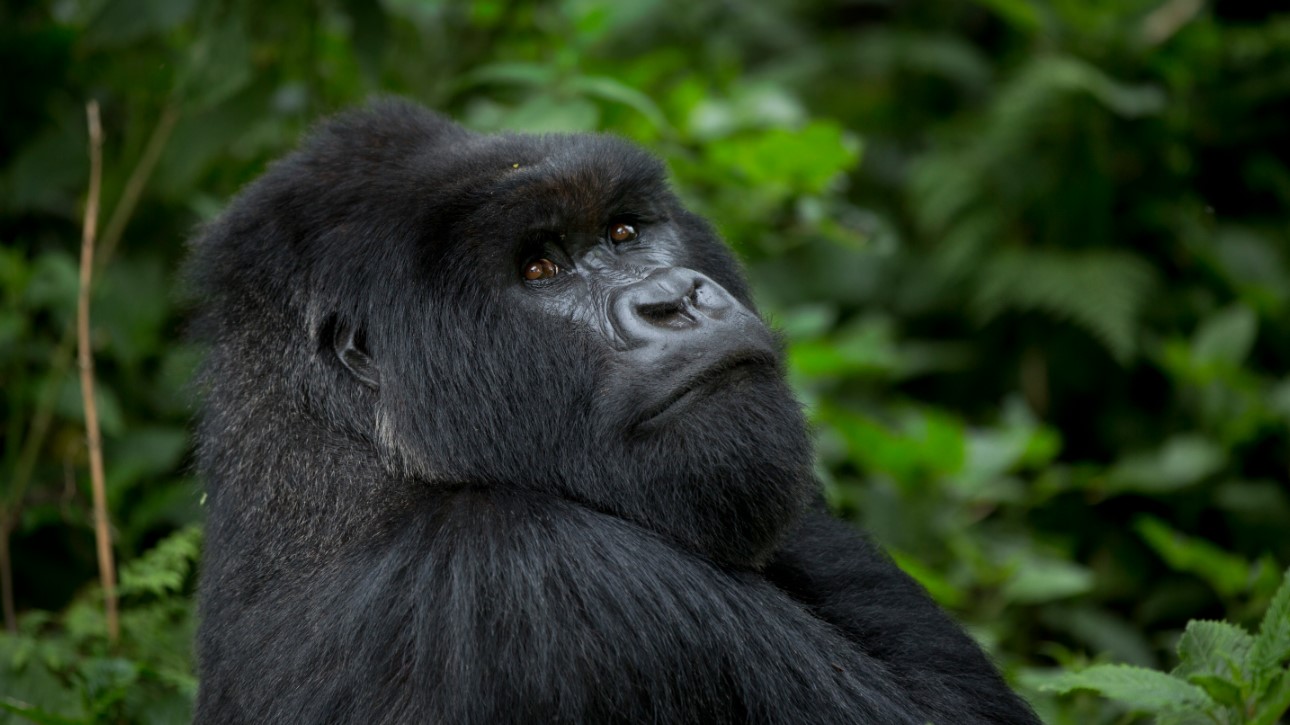 Bwindi Gorilla Trekking Adventure: Bwindi Impenetrable National Park is one of the top gorilla trekking destinations in the world